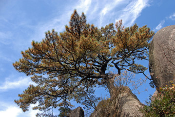 Huangshan Mountain in Anhui Province, China. A pine tree on Huangshan mountain called the Farewell Pine. Huangshan is famous for its pine trees. Scenic view on Huangshan Mountain, China.