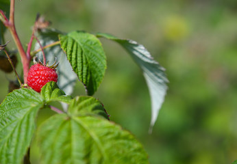 Lonely, ripe, delicious berry of red raspberries, closeup on soft green blurred background. Macro.