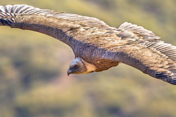 Griffon Vulture in flight