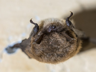 Hibernating whiskered bat