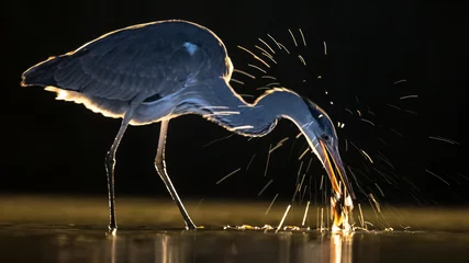 Foto op Plexiglas Silhouette of Grey heron hunting for fish at night © creativenature.nl