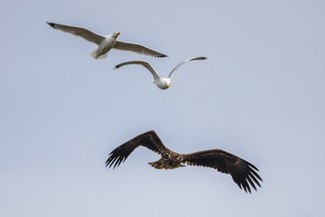Fototapeta na wymiar White-tailed eagle chased by gulls