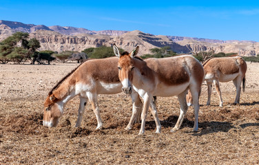 Naklejka na ściany i meble Onager is semi-domesticated donkey inhabits nature reserve parks in the Middle East