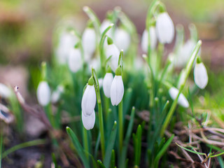 snowdrops in spring
