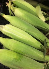Obraz premium fresh corn at the market