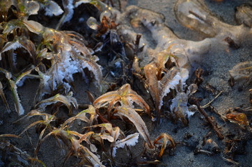 autumn leaves on ground