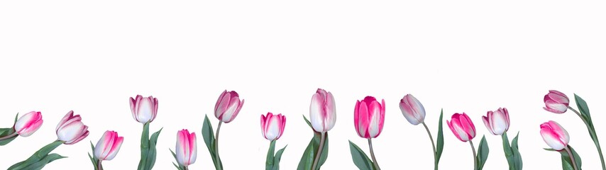 Spring background banner panorama – Pink red white tulips isolated on white texture, with space for text