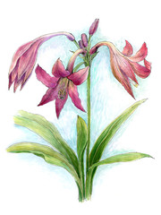 Watercolor flower of lily