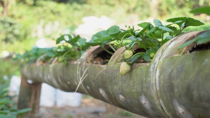 strawberry tree is planted in bamboo tubes with Small green strawberry. Natural ideas.