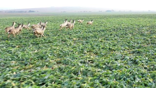 Herd of Deer runing on green field. Deers are dangerous pests for young seedlings. Helicopter flight over wild animals. Wildlife from above. Aerial safari in Central Europe.  Slow motion footage.