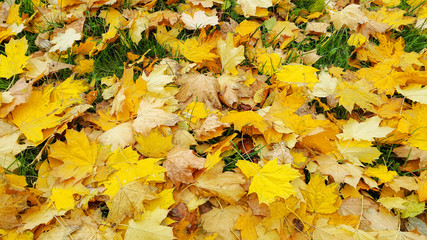 Bright autumn background from fallen yellow leaves of maple