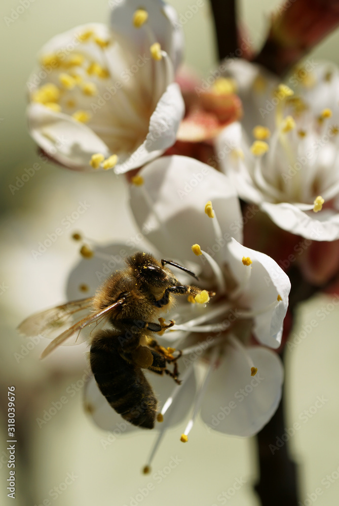 Wall mural bee on flower