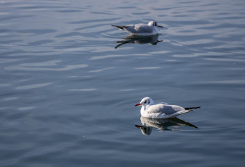 Möven und Vögel am Pfäffikersee