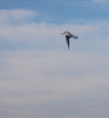 Möven und Vögel am Pfäffikersee
