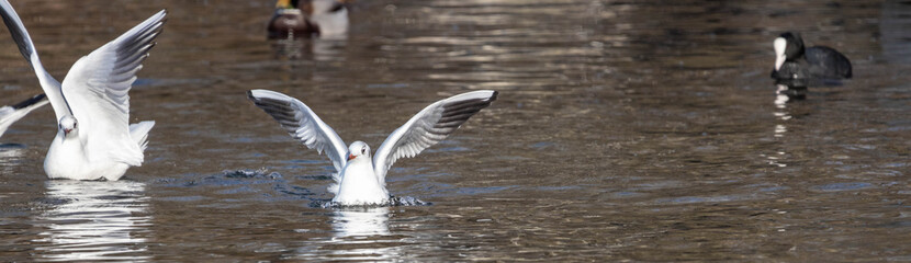 Möven und Vögel am Pfäffikersee