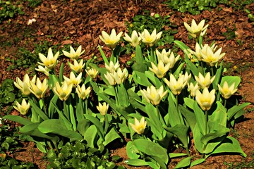 The first spring tulips on a garden bed on a sunny day