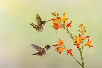 Two hummingbirds feeding on the nectar of a crocosmiiflora