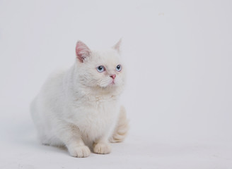 white blue eyed sad cat on a light background sits and lies