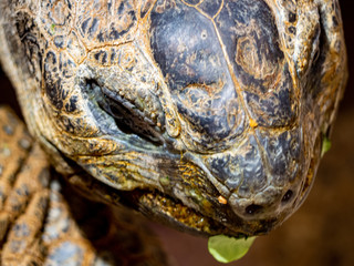 tortoise eating salad 