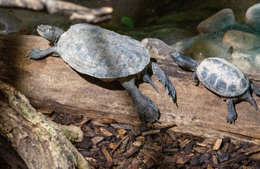 Obraz premium mother and baby turtles 