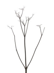 Dry autumn twigs grass isolated on white background with clipping path