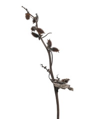 Dry burdock, thistle isolated on white background with clipping path
