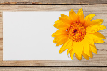 Pattern for text. A white sheet of paper with a sunflower flower on a wooden background.