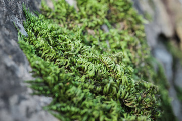 Green moss grown up cover the stones. Concept of nature.
