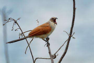 White-browed Coucal - Centropus superciliosus a species of cuckoo in the Cuculidae family, found in...
