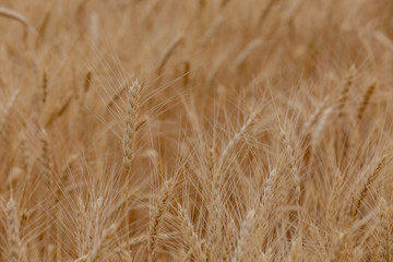 Agriculture. Wheat ear in the field. Close up. Selective focus.