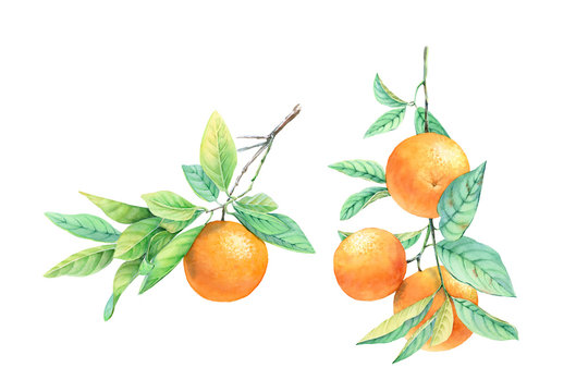 Watercolor orange set. Realistic botanical illustration with fruit on the branch. hand drawn exotic food isolated on white for label design, cards, banners