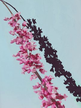 Pink Flowers and Shadow