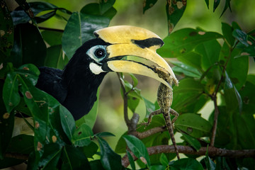 Oriental Pied-Hornbill - Anthracoceros albirostris large canopy-dwelling bird in Bucerotidae, sunda pied hornbill (convexus) and Malaysian pied hornbill. Flying, with the prey lizard