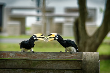 Oriental Pied-Hornbill - Anthracoceros albirostris large canopy-dwelling bird in Bucerotidae, sunda pied hornbill (convexus) and Malaysian pied hornbill. Flying, with the prey lizard