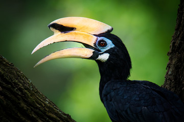 Oriental Pied-Hornbill - Anthracoceros albirostris large canopy-dwelling bird in Bucerotidae, sunda pied hornbill (convexus) and Malaysian pied hornbill. Flying, with the prey lizard