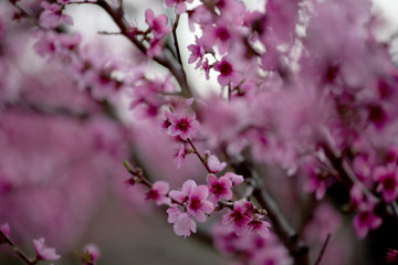 A branchs with pink flowers. Close up