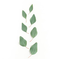Pattern with green leaves eucalyptus populus isolated on white background. Flat lay, top view