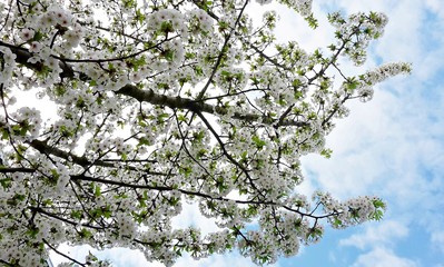 Branches with beautiful white cherry  flowers, in the park.