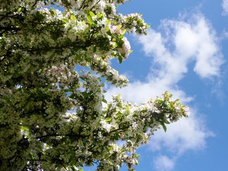 Branches with beautiful white cherry  flowers, in the park.