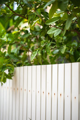 Fototapeta na wymiar White woodetree, nature, back, background, backyard, beautiful, board, bright, colorful, colors, concept, day, decor, decoration, decorative, defense, design, fence, garn fence with greens background