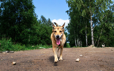 Cheerful dog walking on dirty path in countryside