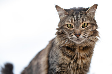 Street cat on a white background close up