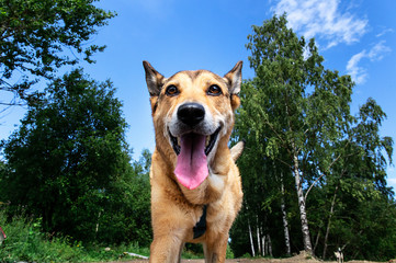 Fototapeta premium Cheerful dog walking on dirty path in countryside