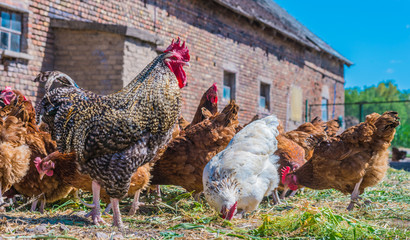 Chickens on traditional free range poultry farm © monticellllo