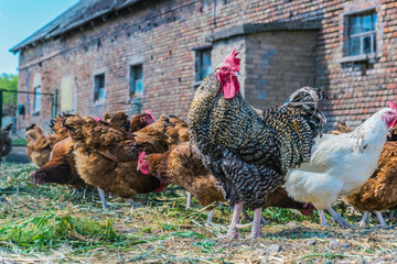 Chickens on traditional free range poultry farm © monticellllo