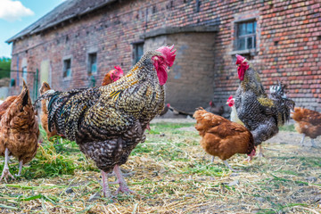 Chickens on traditional free range poultry farm