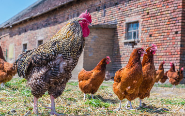 Chickens on traditional free range poultry farm