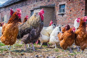 Chickens on traditional free range poultry farm