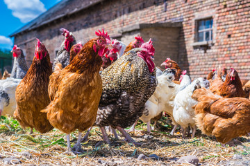 Chickens on traditional free range poultry farm © monticellllo