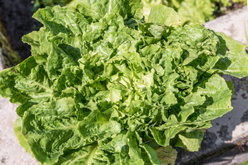 Pflücksalat in einem Blumentopf in einem Garten, Deutschland